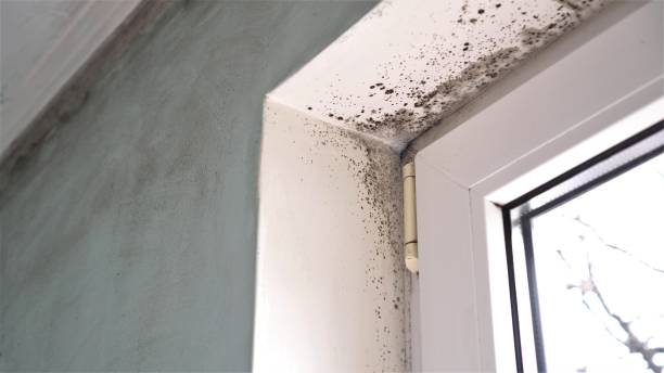 Best Mold Remediation for Specific Building Types in Aitkin, MN
