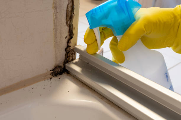 Best Localized Mold Remediation (e.g., coastal areas, humid climates) in Aitkin, MN
