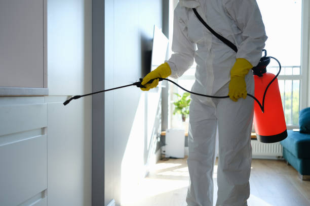 Best Post-Flood Mold Remediation in Aitkin, MN