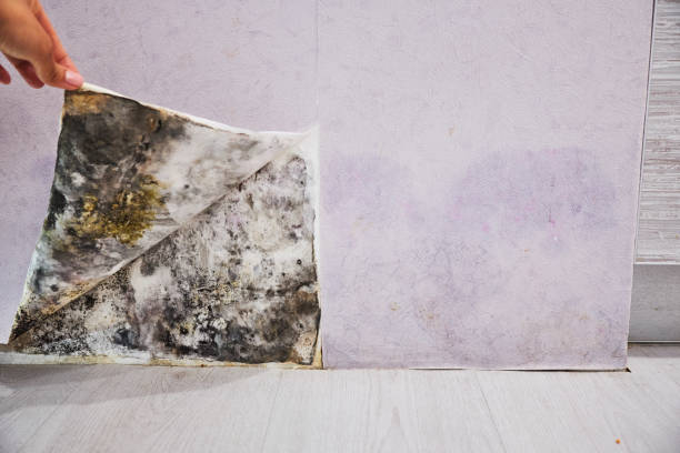 Professional Mold Remediation in Aitkin, MN